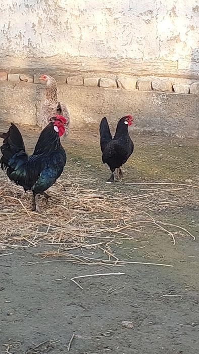 Bantam tovuq va xoʻrozi sotiladi