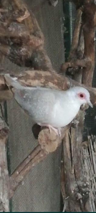 Turturele diamant vand toate