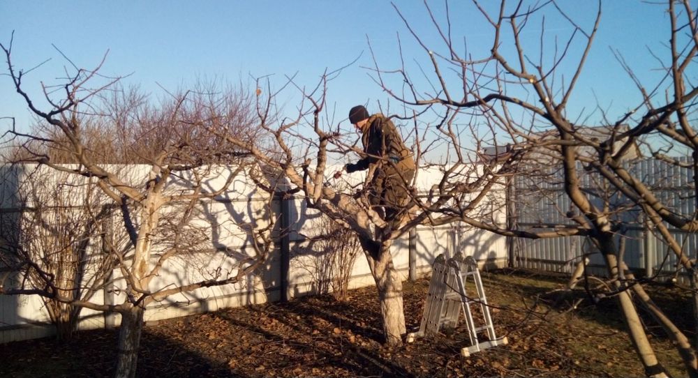 Обрезка деревьев вашего сада