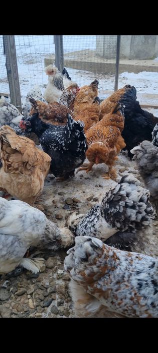 Ouă de moțate barboase încălțate