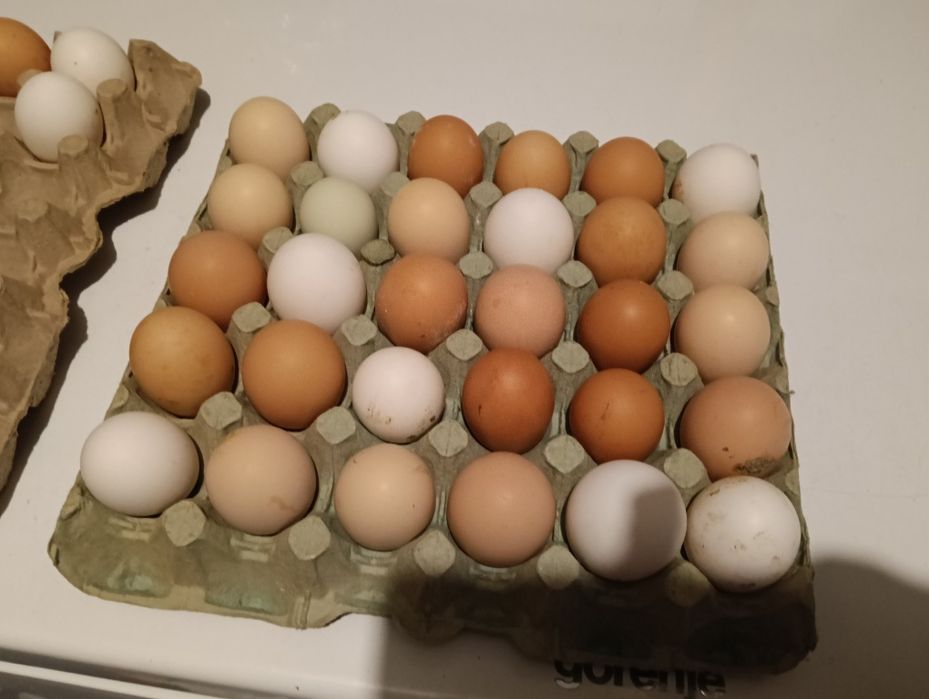 Ouă pentru incubat