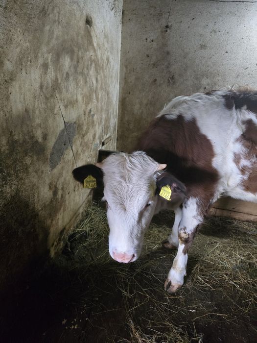 Juninca 10 luni, Baltata Romaneasca