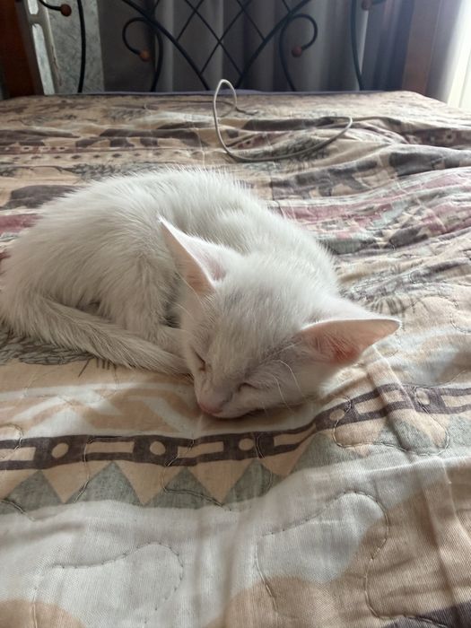 Кошка котёнок кот.