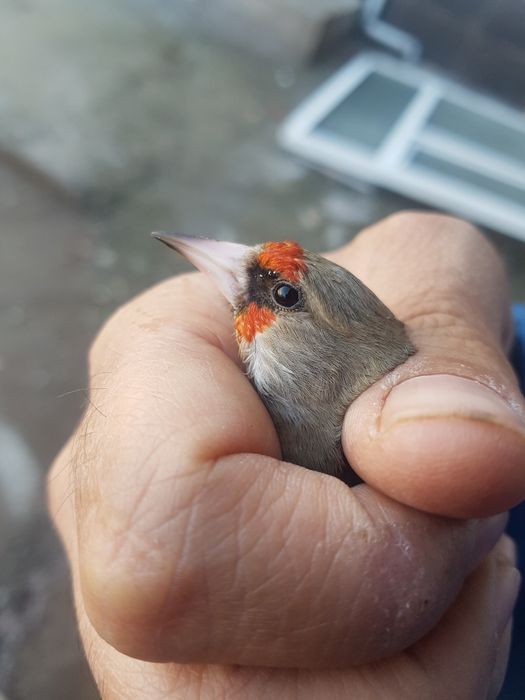 Ormon qushlari Sava repler sotiladi narxi 30 mingan 100 mingacha