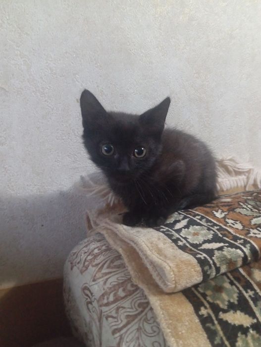 Котёночек в добрые руки.