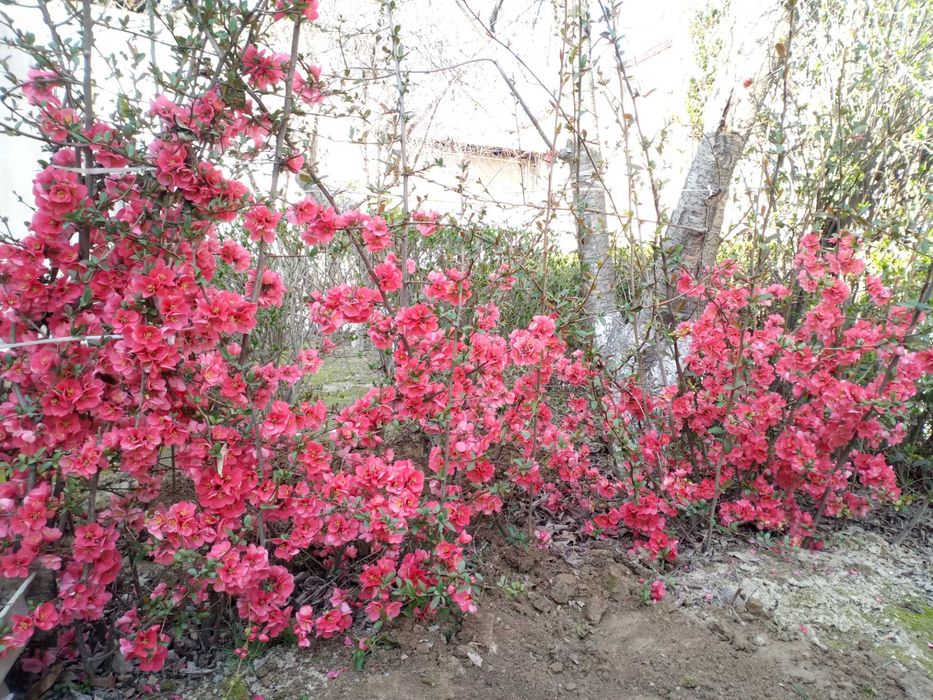 Продам садовые растения