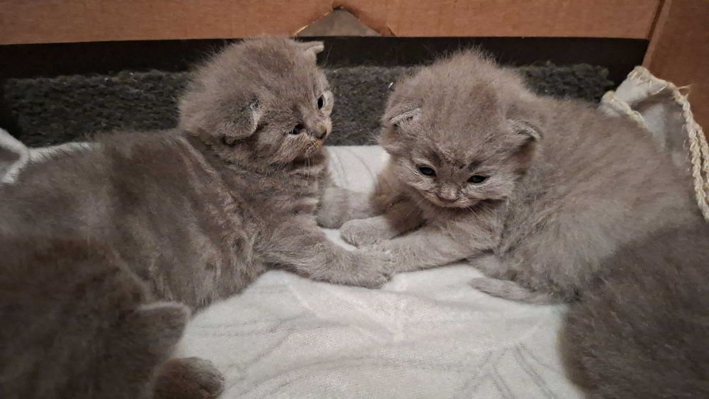 British shorthair