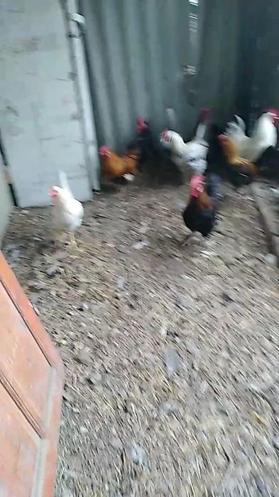 Невзрослые,ёщё молодые петущки