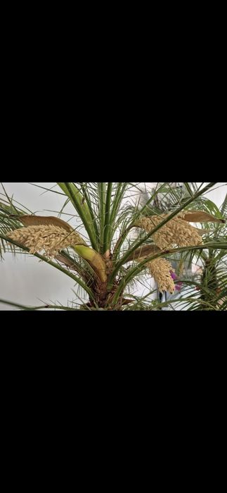 Palmieri Phoenix