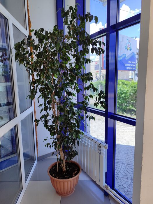 Два больших дерева