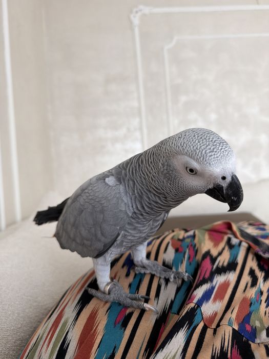 Попугай Жако умный болтун