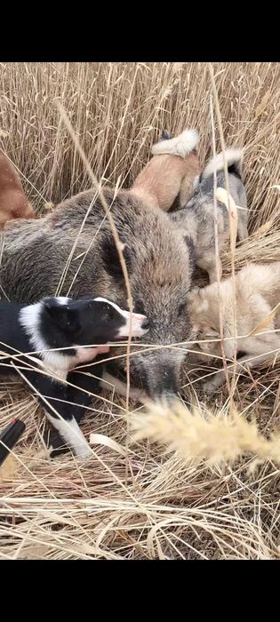 Продам РусскоЕвропейскуюЛайку