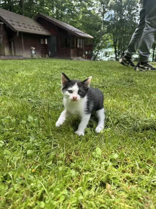 donat pisici 6 saptamani