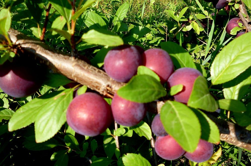 Продам дачу 7.5 сот, р/н Телецентр, общ. "Кристалл"