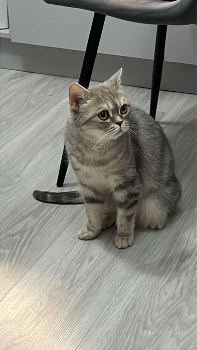 Отдам кошку в добрые руки