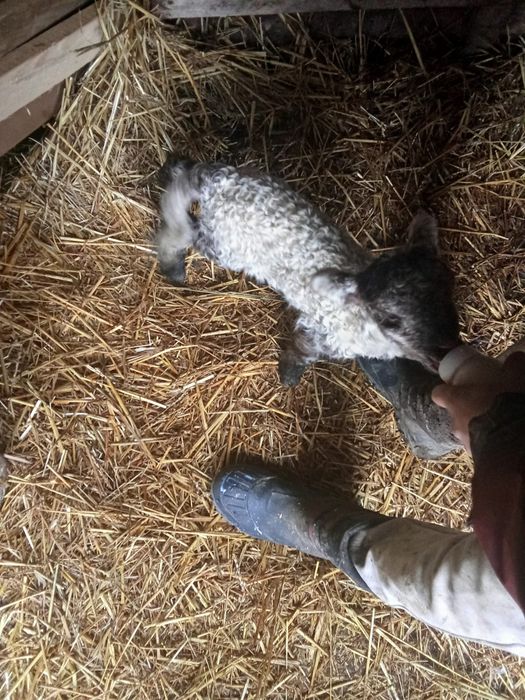 Miei din doi turcane