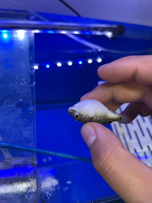 Akvarum va baliq magazin