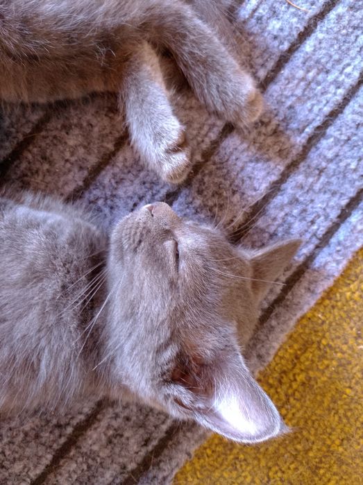 Отдам чудесных котят