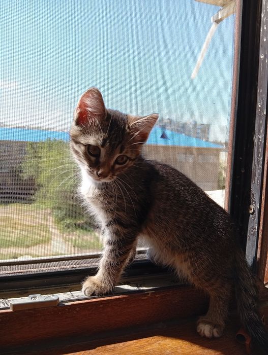 Отдам котенка в надёжные руки