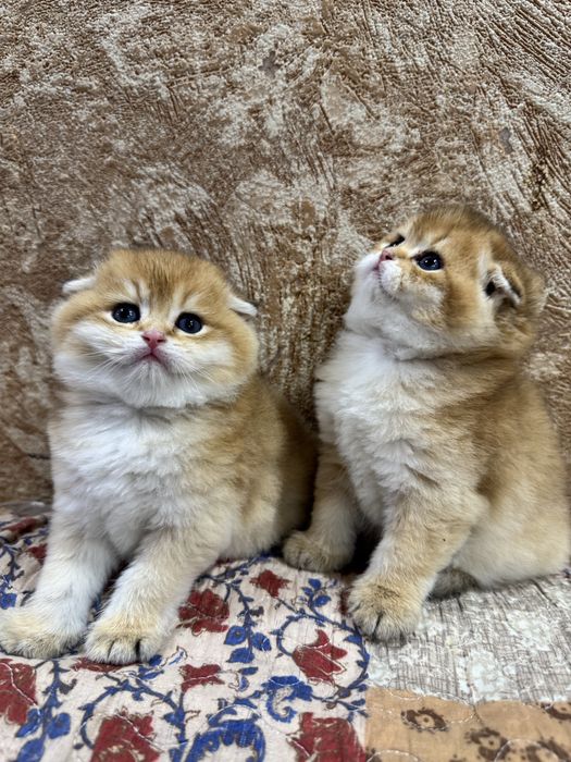 Продаются котята. Британские. Шотланские фолд