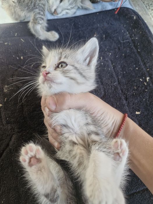 Pisici care caută o casă