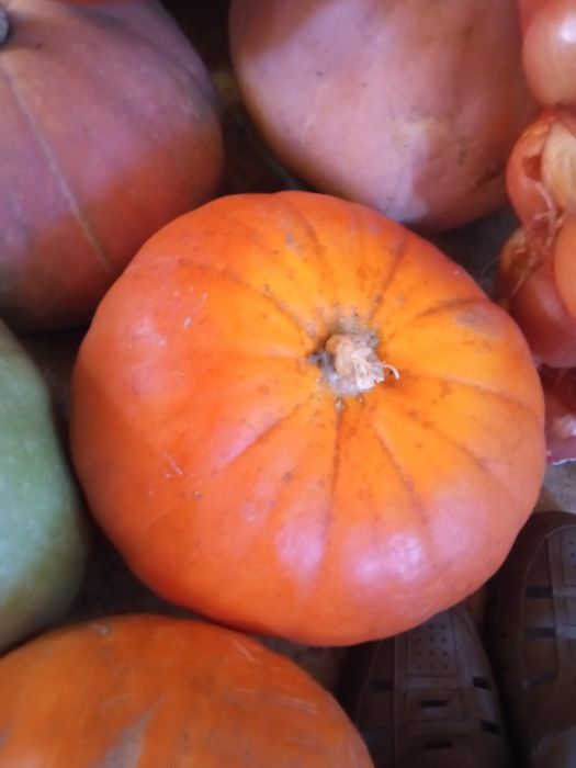 Продам местную, сладкую тыкву