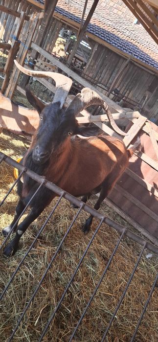 Țap de vânzare!Alpin francez!