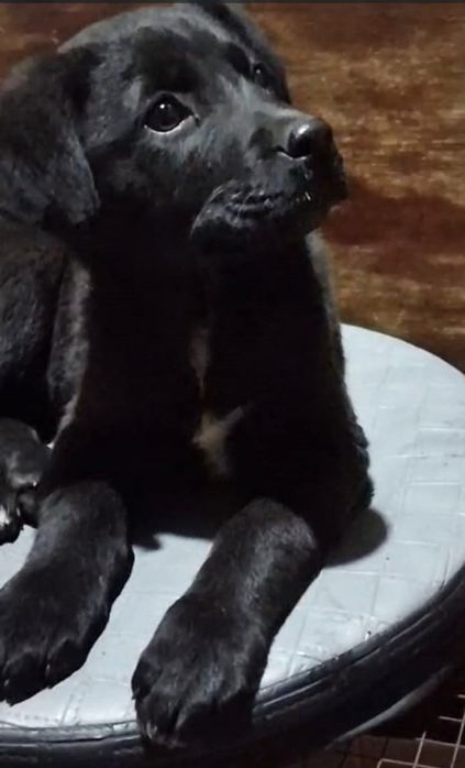 Щенок ласковая, умная, девочка 3 мес