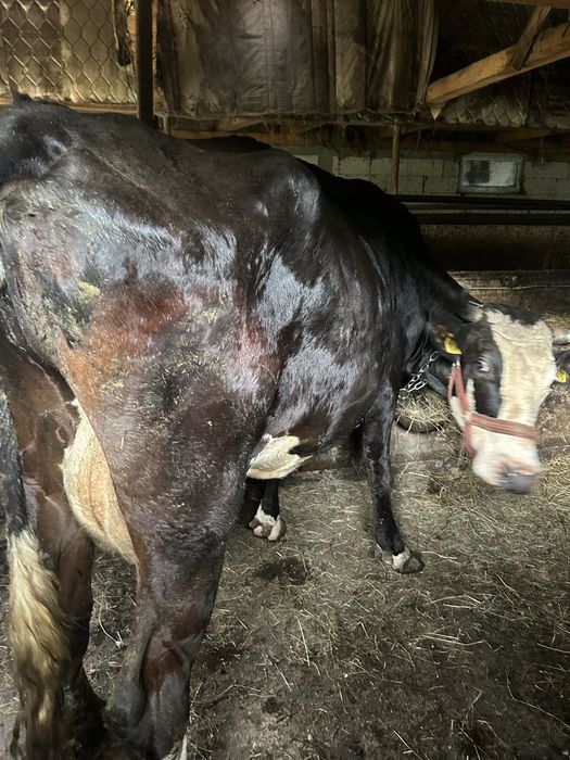 Vaca cu lapte de vanzare