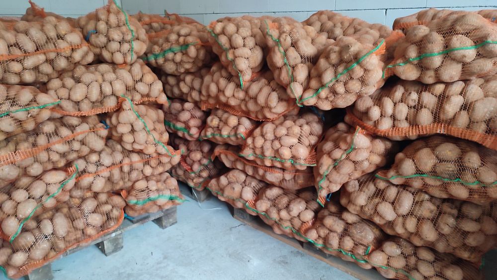 Cartofi consum si samanta Bella Rosa si Vineta