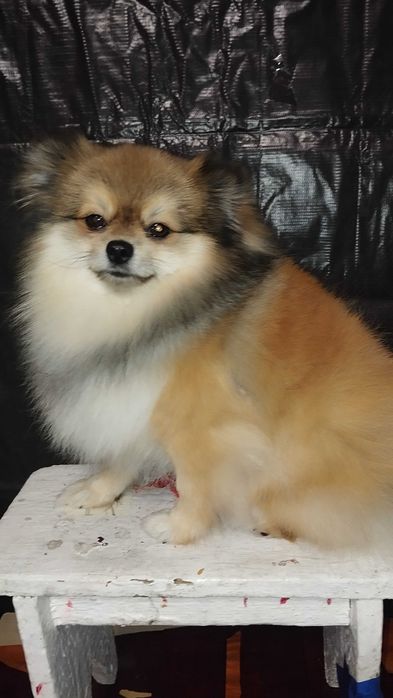 Шпиц померанский