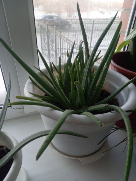 Продам цветы Алое