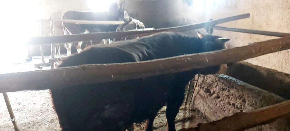 Ассалаумагалеикум