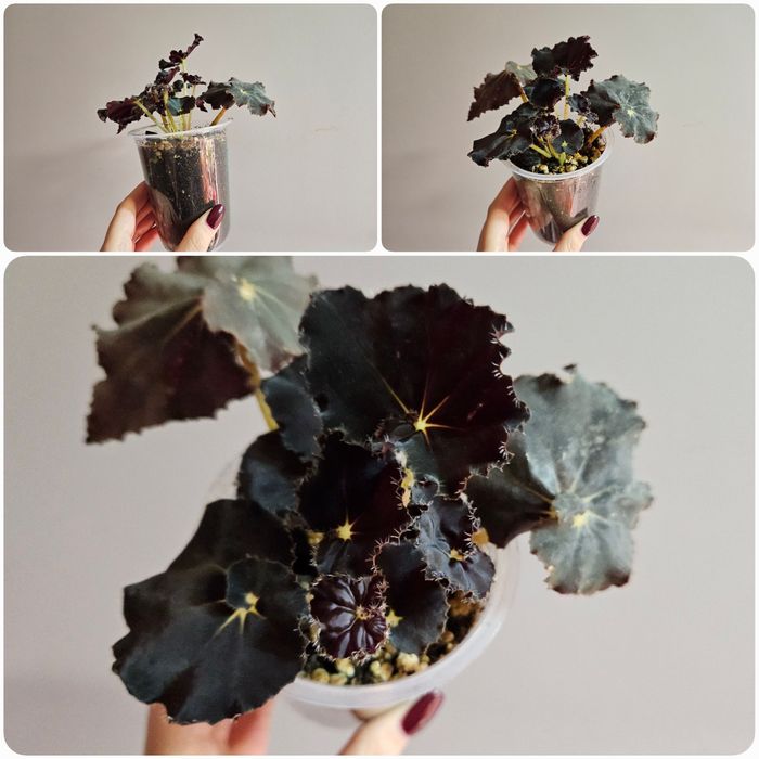 Бегония блак мамба, тигровая