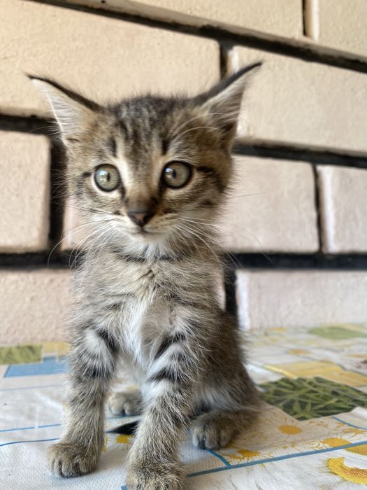 Отдам котят в добрые руки