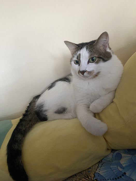 Потерялся кот! Очень просим вернуть !