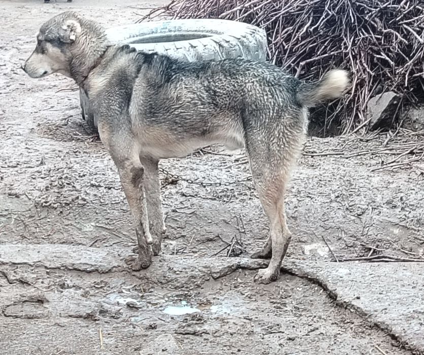 Turkmen it barter bor tgdan yoziyla