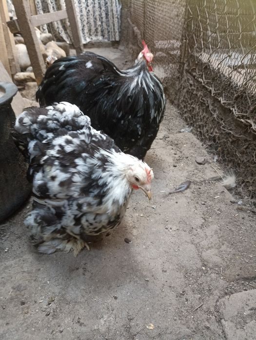 Vînd găinușe Cochin pitic alb la 75 lei bucata .