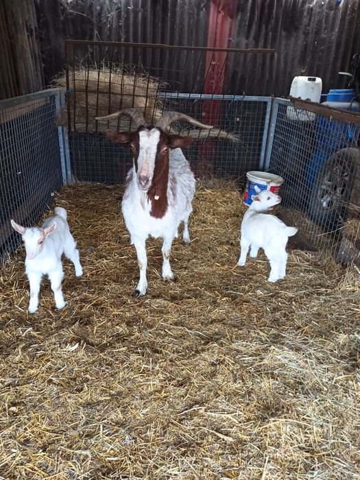 Capra gestanta boier