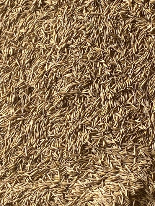 Vând ovăz preț 1 50 pentru mai multe detalii sunați la numărul de tel