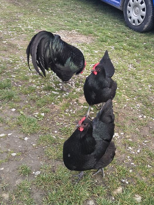 Cloșcă Australorp cu 9 pui de 1 săptămână.