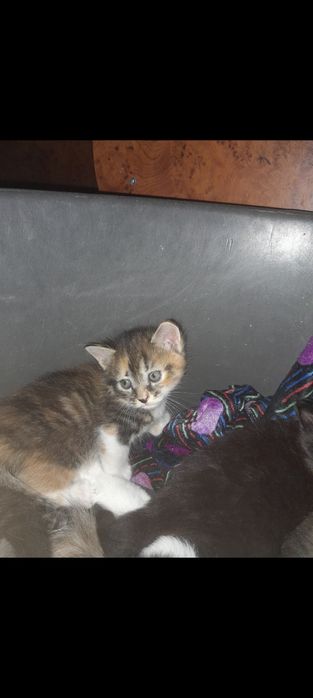 Отдадим котят в добрые руки