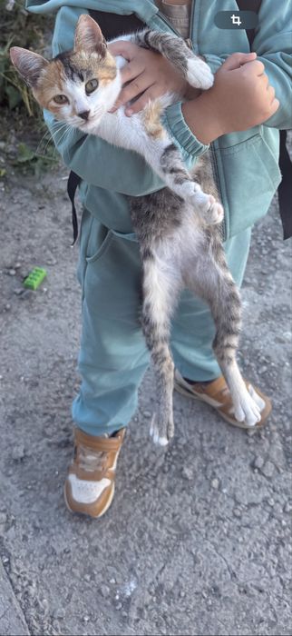 отдам кошечку в добрые руки