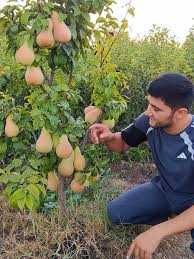 Xosildor Olma va Nok Ko'chatlar