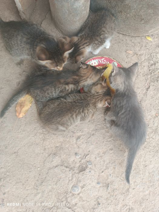 Кимга мушук керак Уй мушуги кумга отиради акили ойинкарок.текин