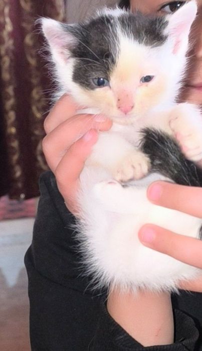 Отдам бесплатно в любящие руки