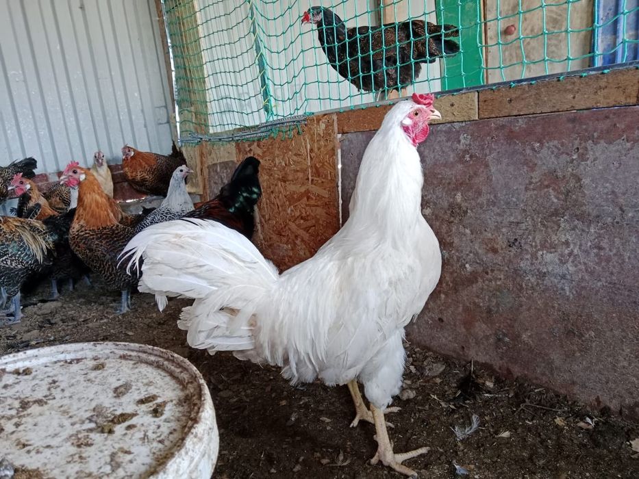 Легорн әтеші сатылады.