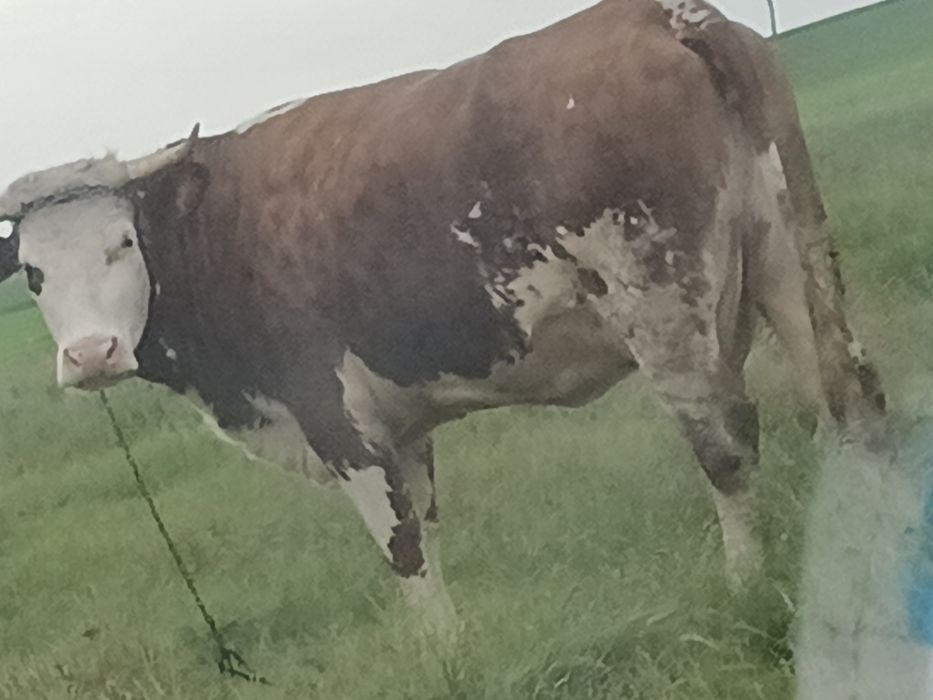 Vaca de vânzare  de trei ani