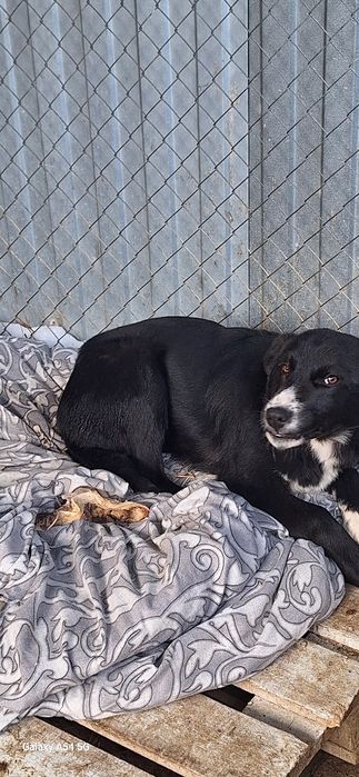 В добрые руки  Щенок 6 месяцев