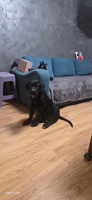 Подарявам Кане Корсо